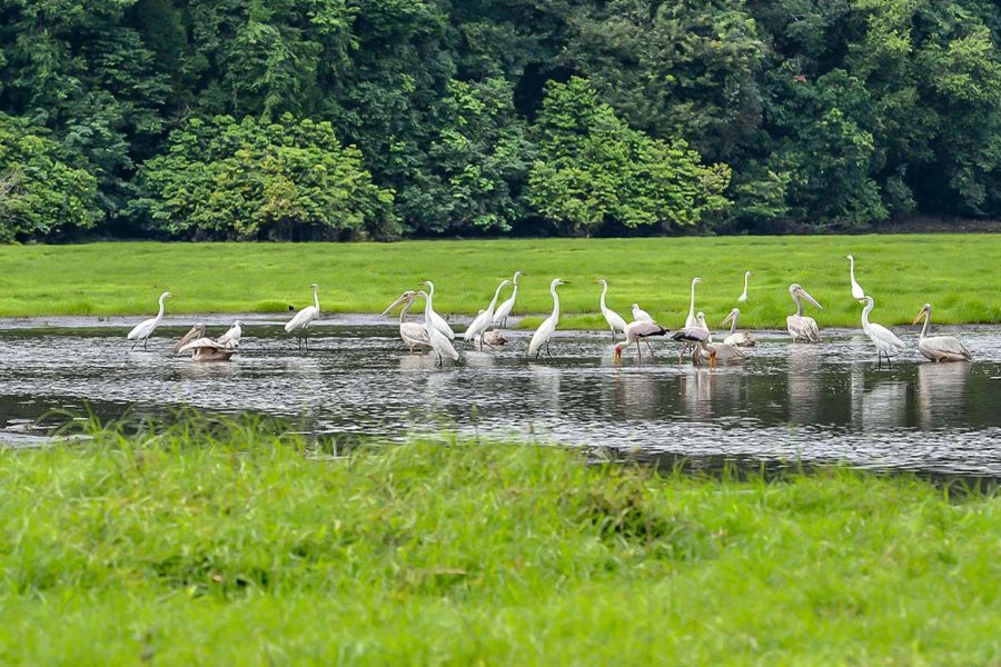 03 jours et 02 nuitées à la découverte de Libreville, du Cap Estérias et du Parc National Akanda